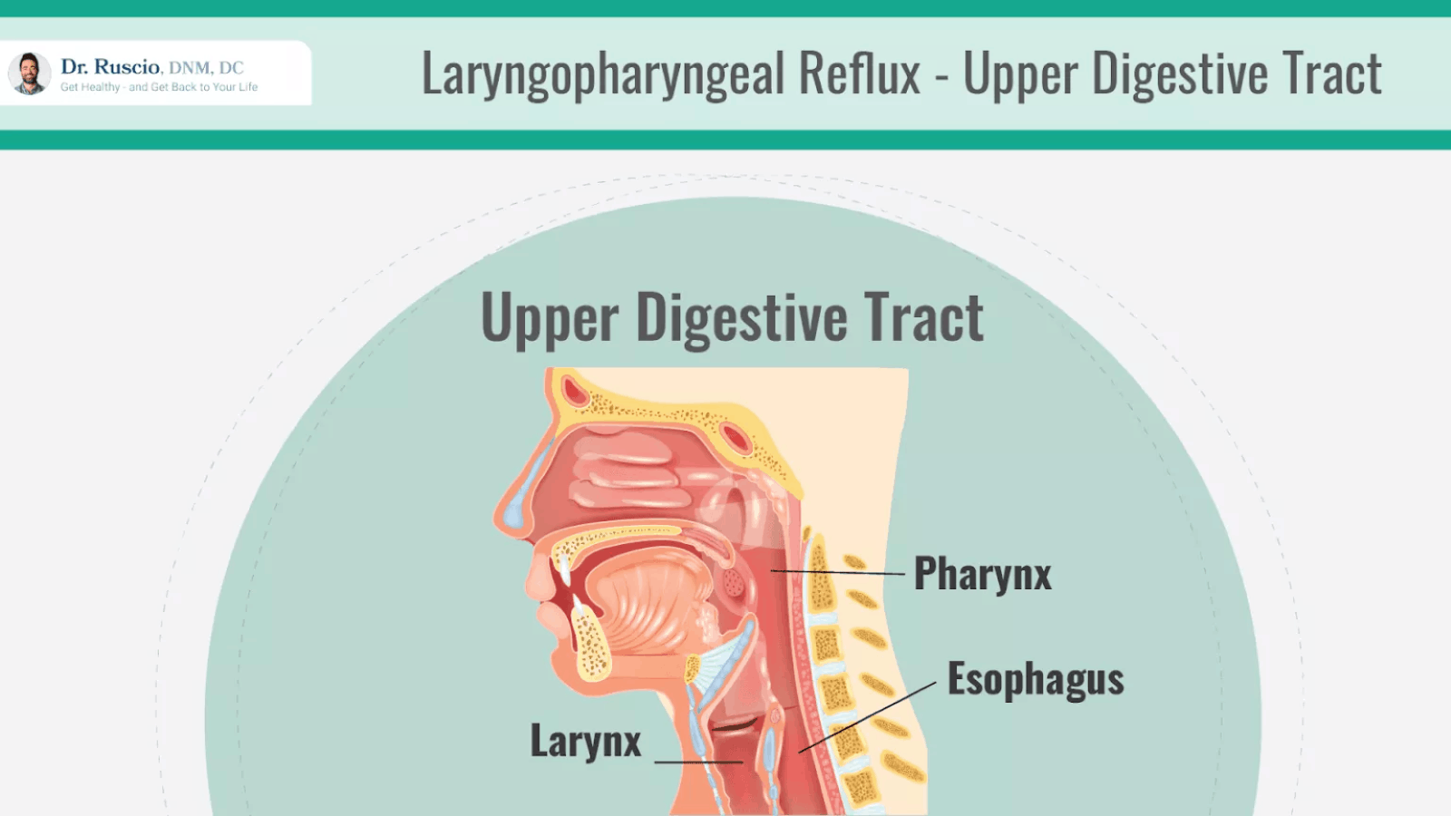 LPR: Illustration of the upper digestive tract