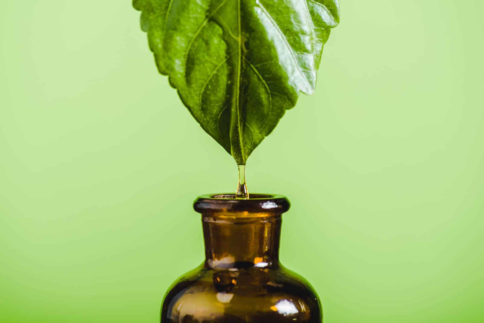 Antimicrobial vs antibacterial: essential oil dripping from a leaf into a bottle
